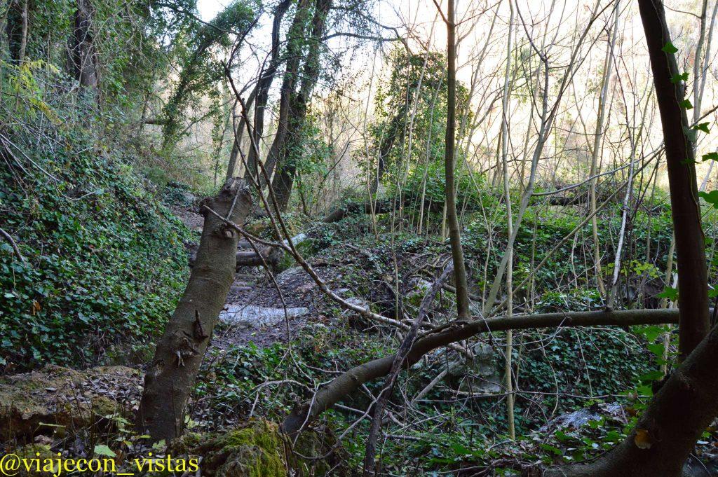 bosque humedo mediterraneo