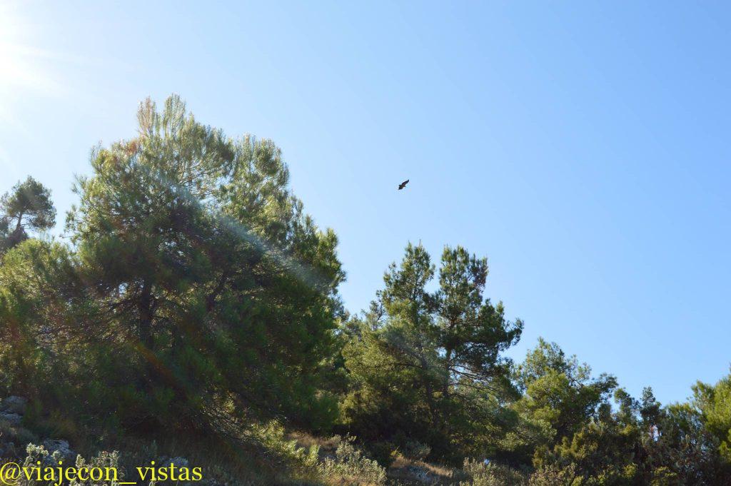 aves rapaces