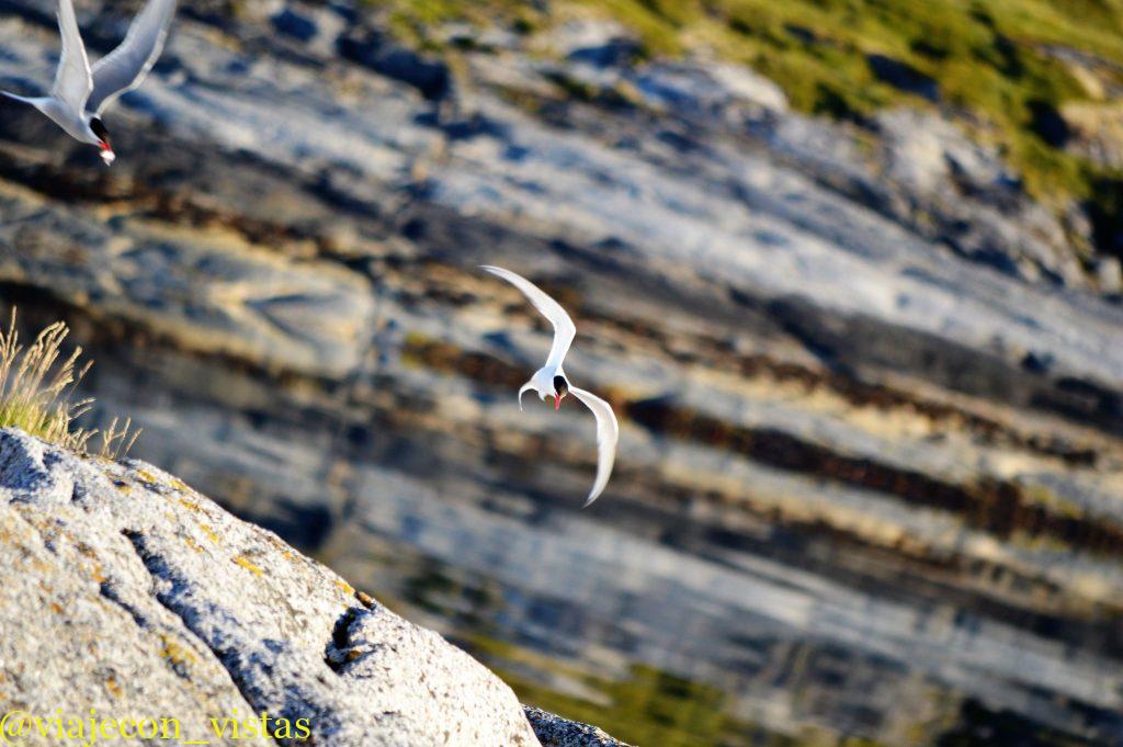 aves fascinantes