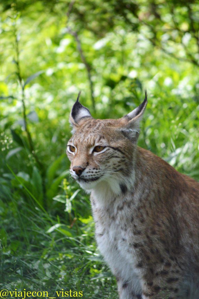 lince