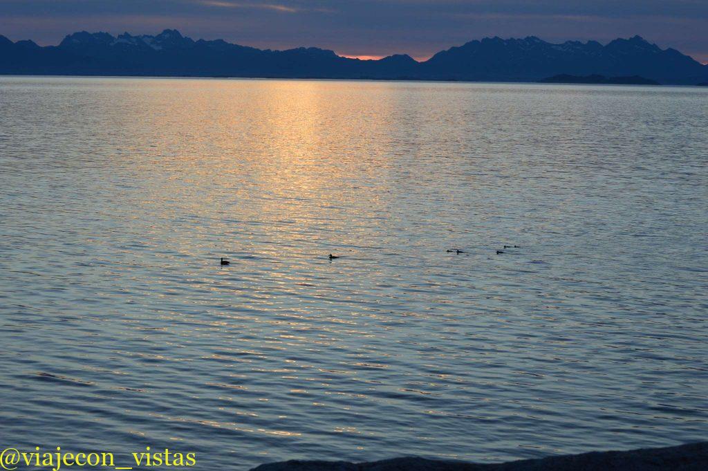 familia de patos del artico