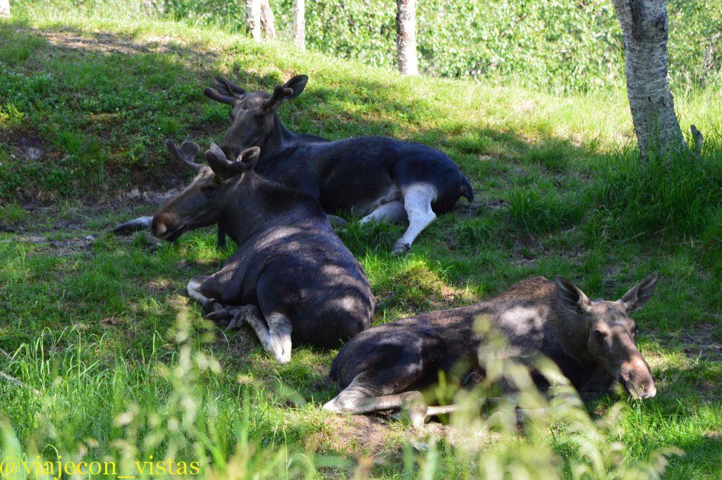 alces del artico