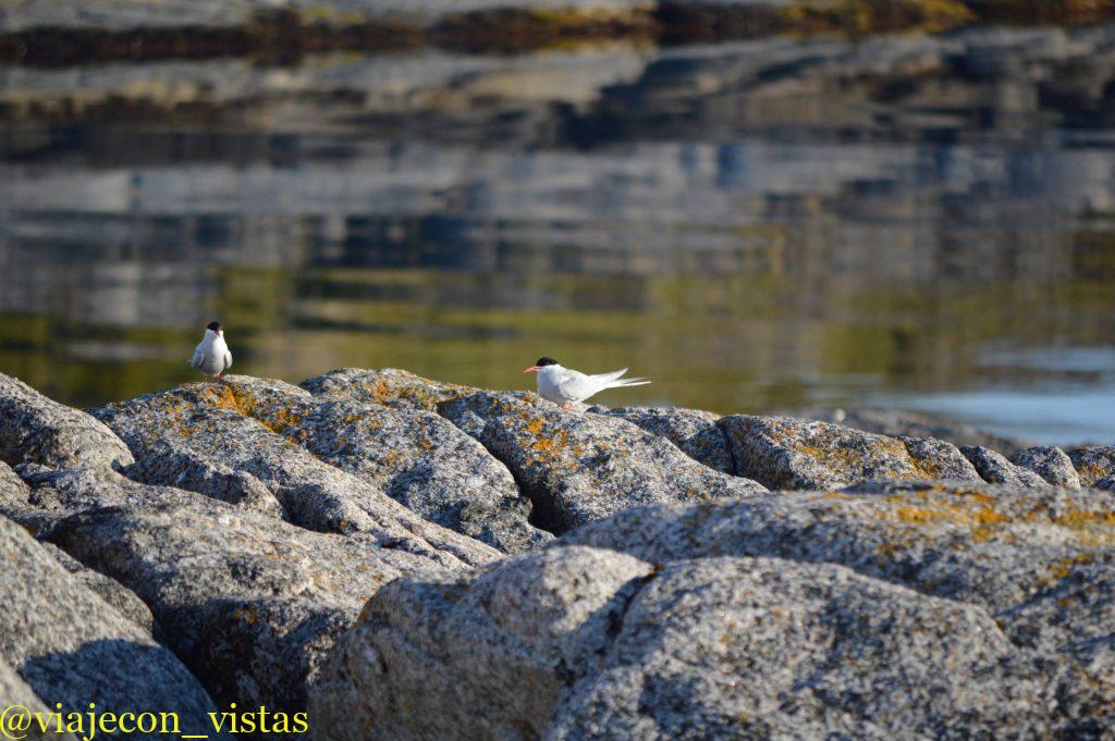 nidos de charranes del artico
