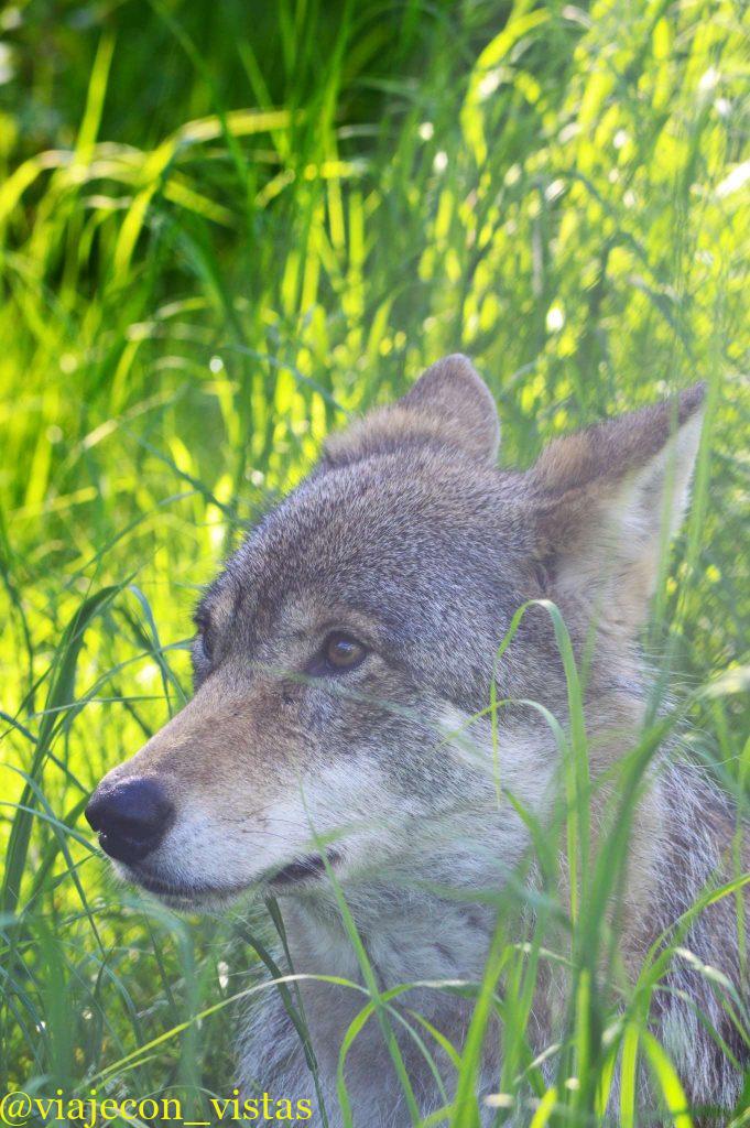 Lobo salvaje del artico