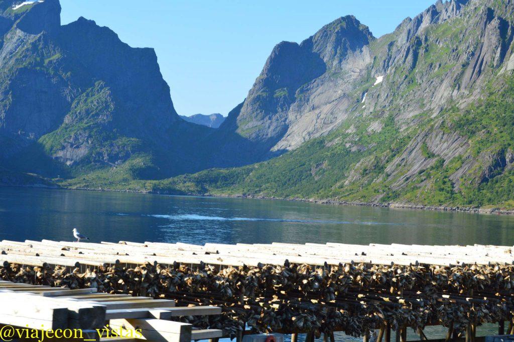 secadero de bacalao en reinefjorden