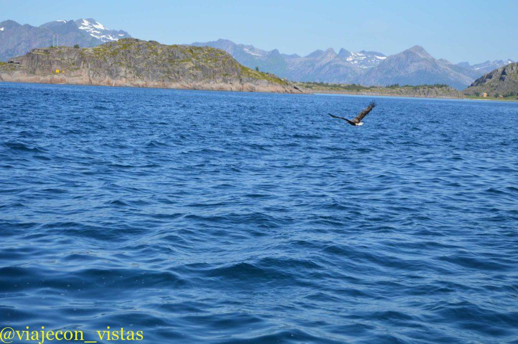 avistamiento de aguila marina islas lofoten