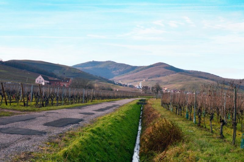 alsacia ruta del vino