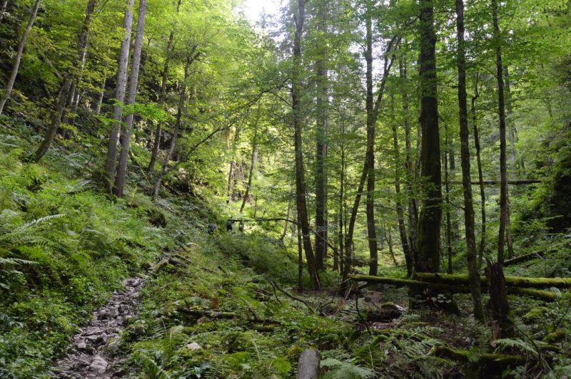 pokljuna trail