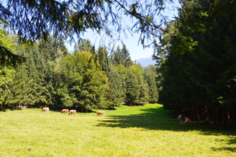 pastos verdes en el valle del radovna