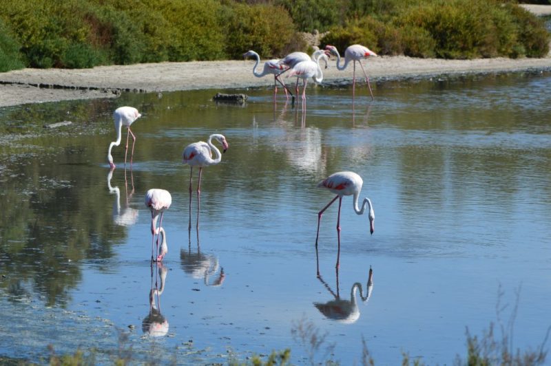 colonia de flamenco rosa en la laguna de santa pola