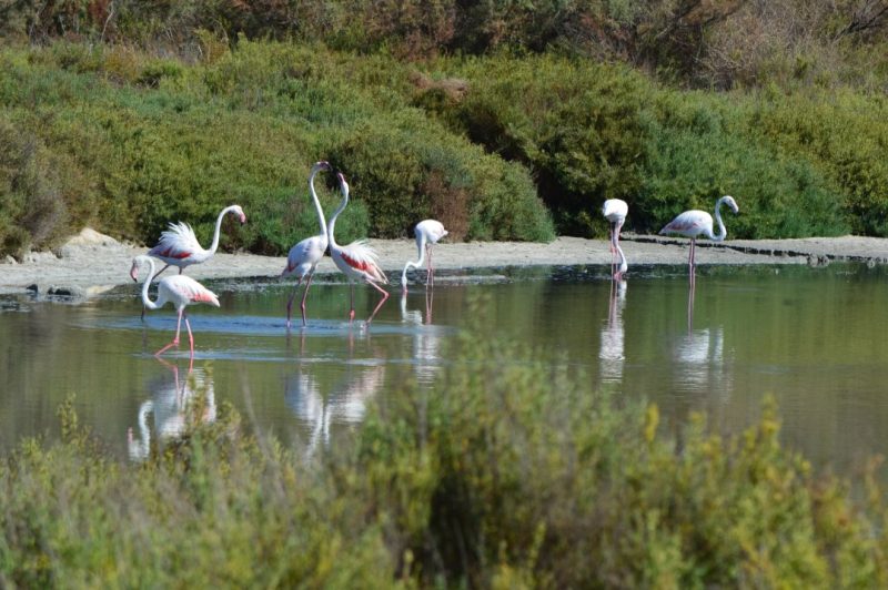 parque natural de las salinas de santa pola