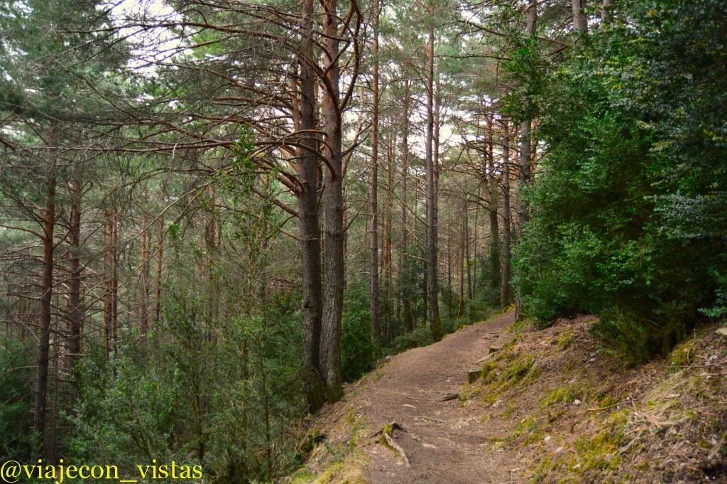 bosque de pino negro en tella 