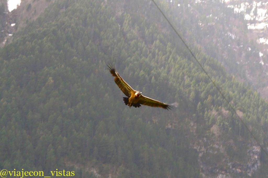 buitre leonado parque nacional de ordesa
