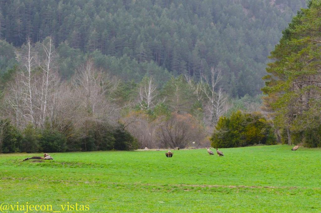buitres carroñeros valle de ordesa