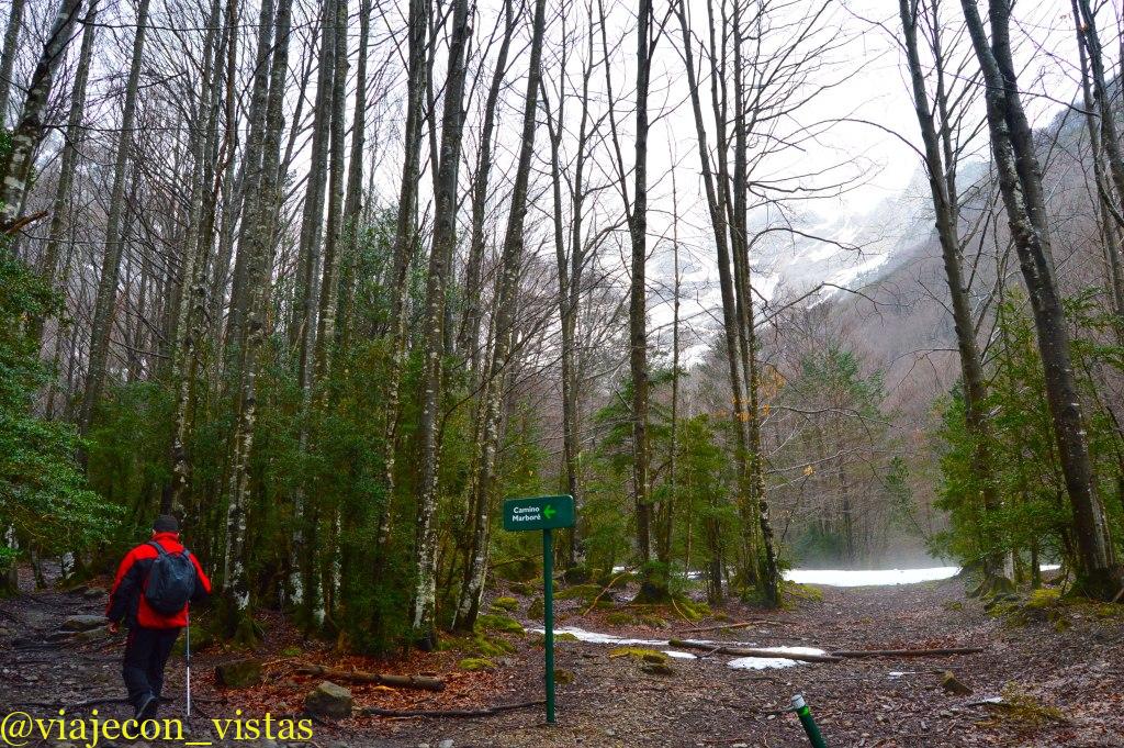 bosque valle del pineta