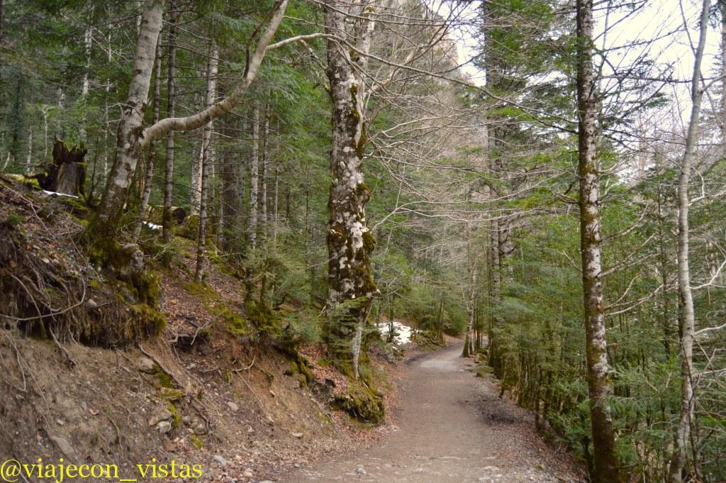 bosque en ordesa